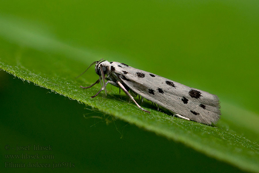 Ethmia dodecea Dotted Ermel Čiernomôľka psojazyková