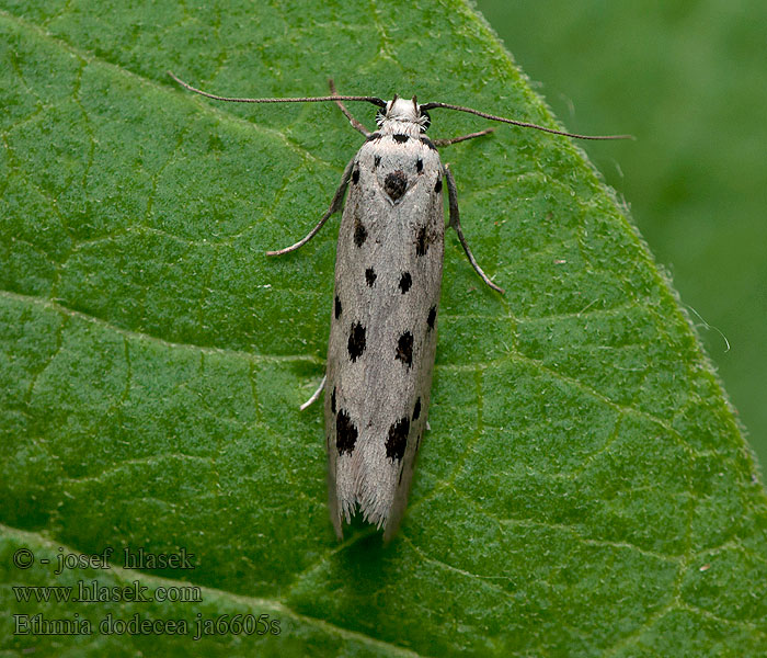 Ethmia dodecea Tienvlekzwartwitmot Tízpettyes feketemoly