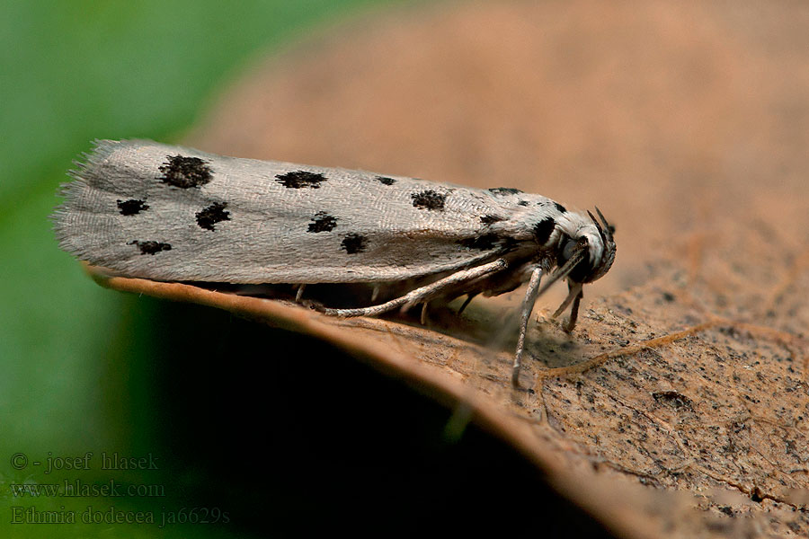 Dotted Ermel Ethmia dodecea