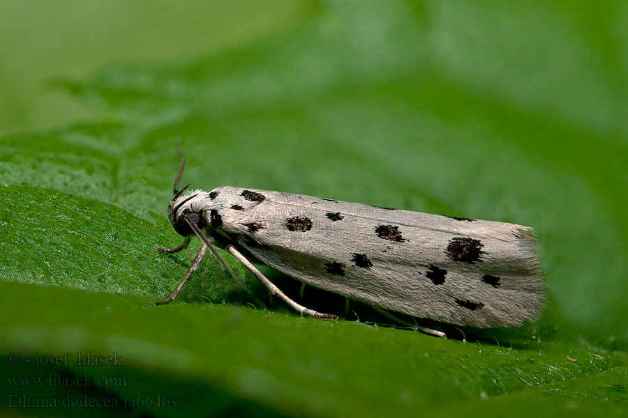 Čiernomôľka psojazyková Ethmia dodecea