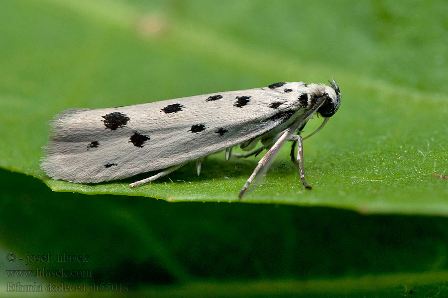 Prickig stenfrömal Stenfrømøl Ethmia dodecea