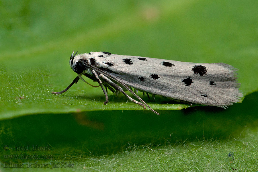 Dotted Ermel Čiernomôľka psojazyková Ethmia dodecea