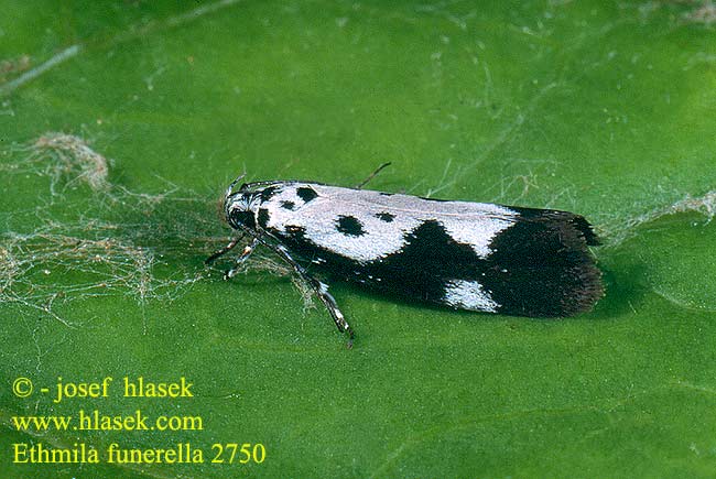 Ethmia funerella