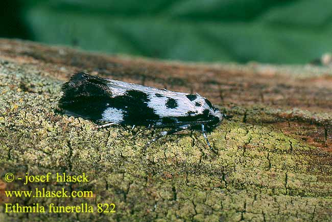 Ethmia funerella