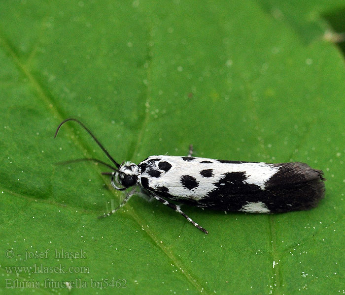 Ethmia funerella Kleine zwartwitmot