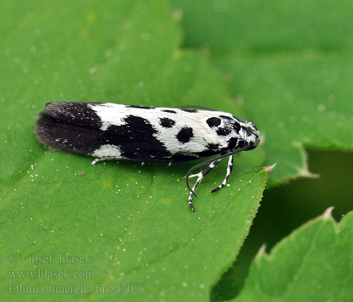 Ethmia funerella Kirjotäpläkoi