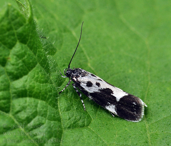 Skvrnuška lesní Ethmia funerella