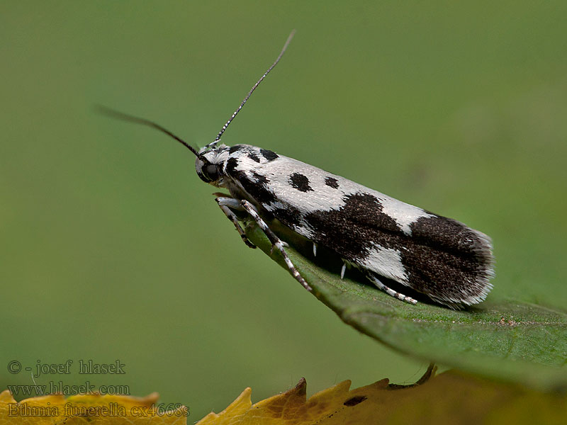 Ethmia quadrillella funerella Skvrnuška lesní Comfrey Ermel