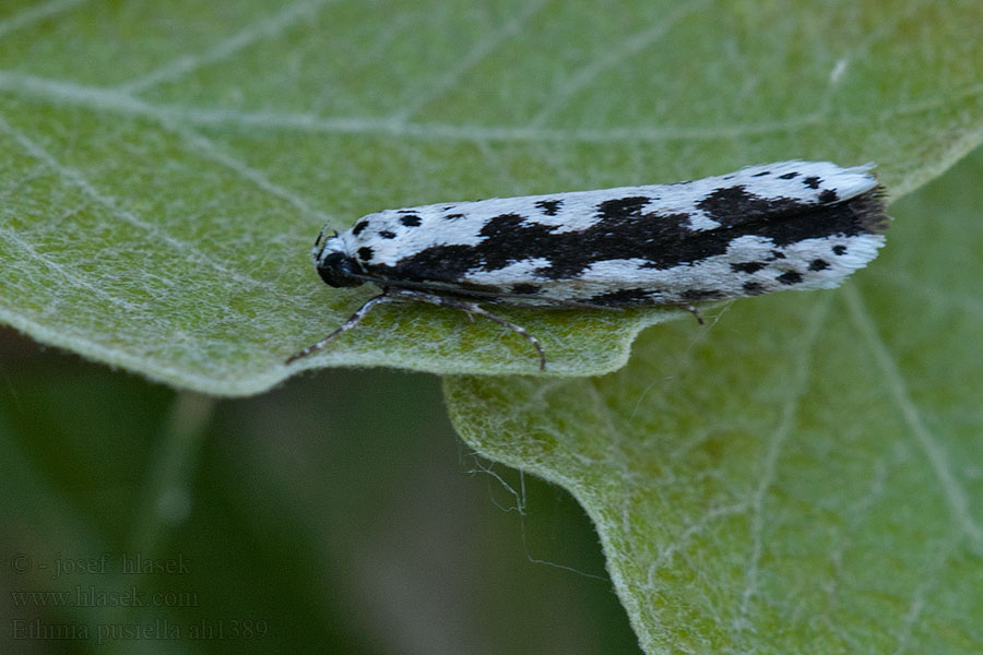 Ethmia pusiella Skvrnuška pomněnková Čiernomôľka kamienková