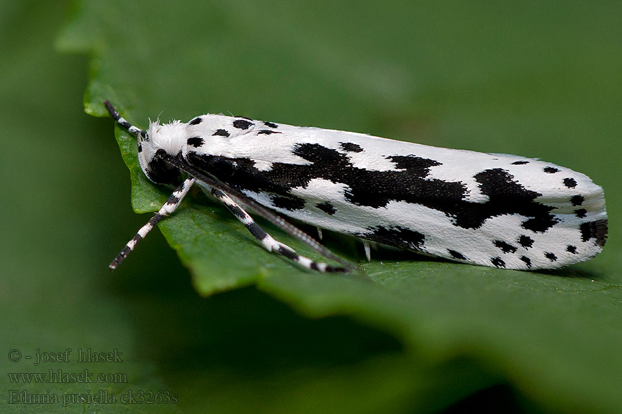 Skvrnuška pomněnková Ethmia pusiella