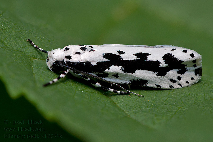 Čiernomôľka kamienková Ethmia pusiella