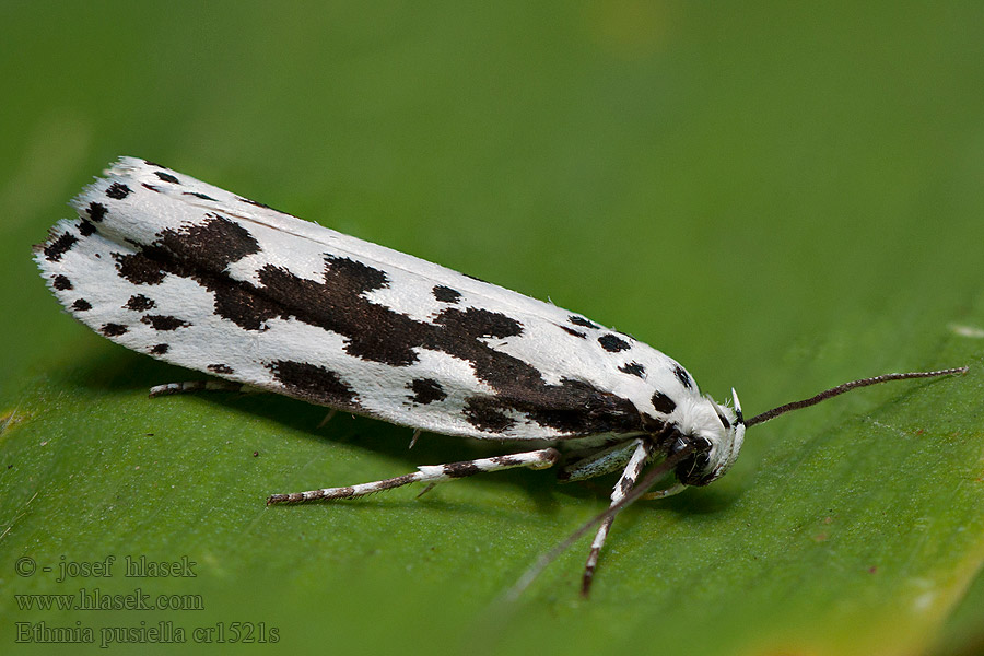 Черноточечная моль белая Ethmia pusiella