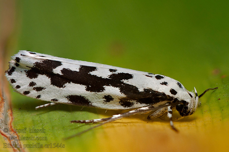 Díszes feketemoly Ethmia pusiella