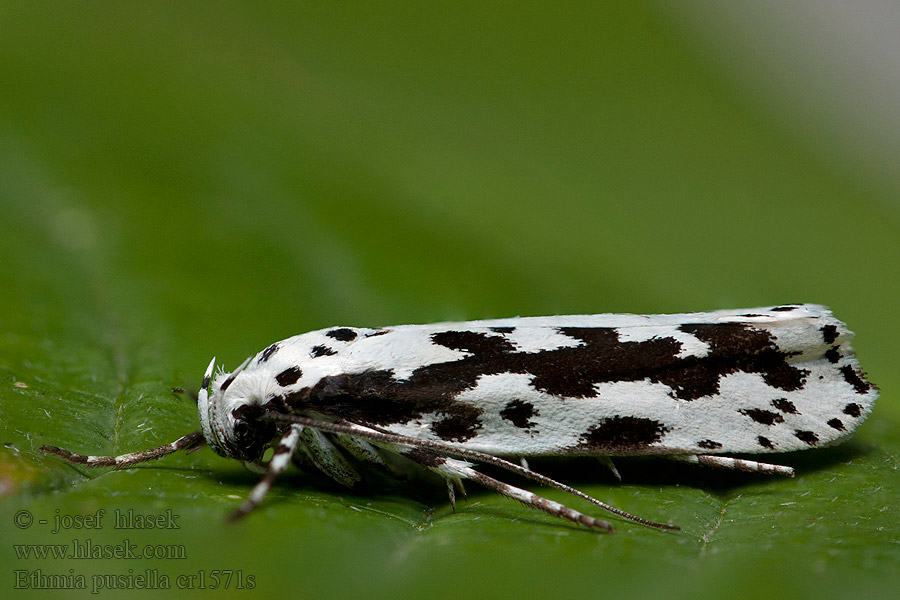 Stor stenfrömal Ethmia pusiella