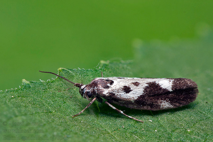 Comfrey Ermel Ethmia quadrillella funerella