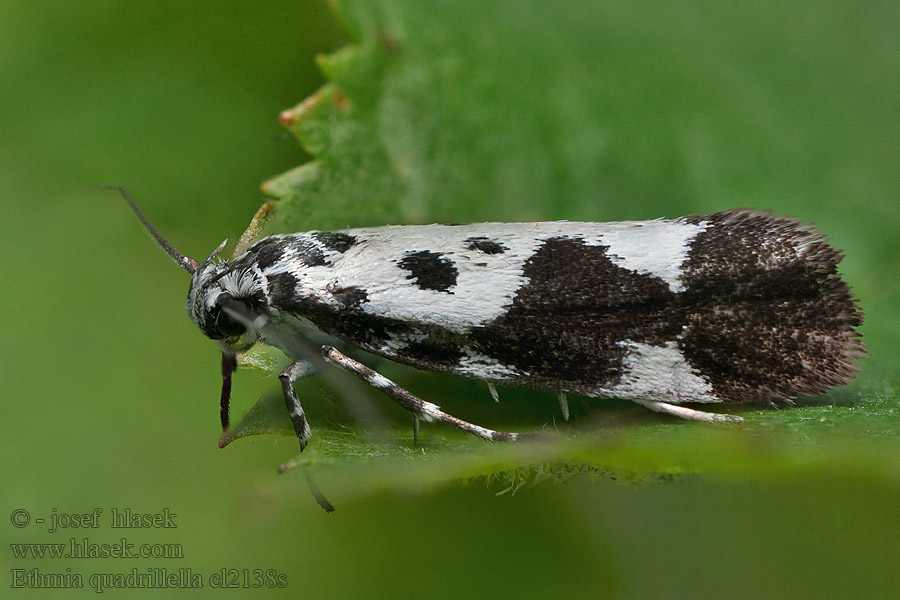 Чернопятнистая этмия Ethmia quadrillella funerella