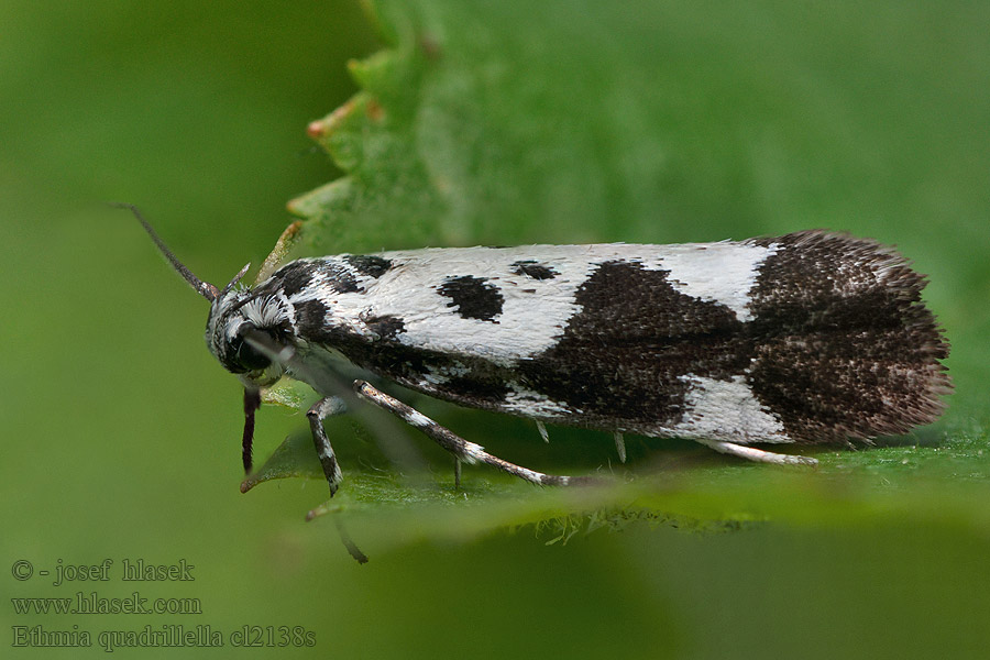 Чернопятнистая этмия Ethmia quadrillella funerella