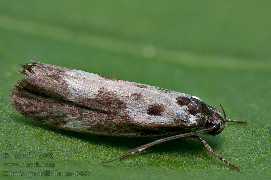 Kleine zwartwitmot Ethmia quadrillella funerella