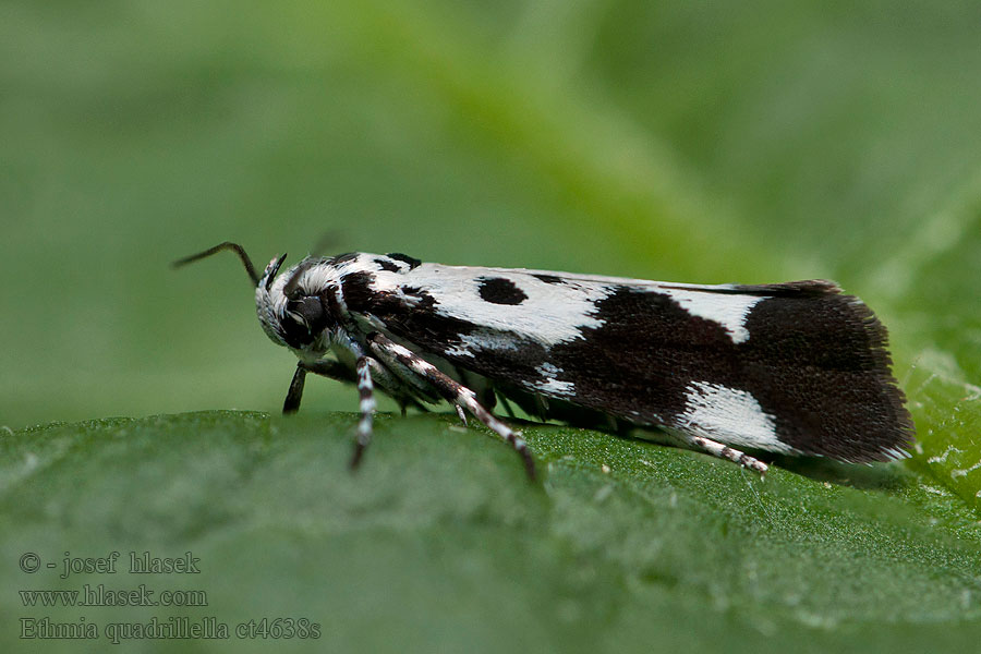 Ethmia funerella Skvrnuška lesní