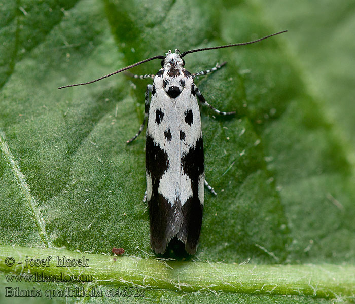 Ethmia quadrillella funerella Skvrnuška lesní