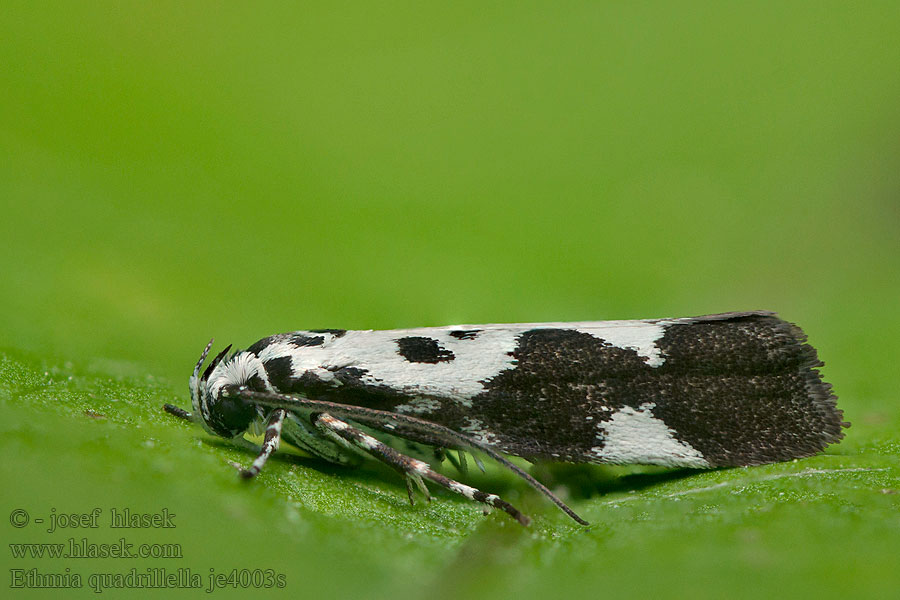 Lungörtssorgmal Ethmia quadrillella funerella