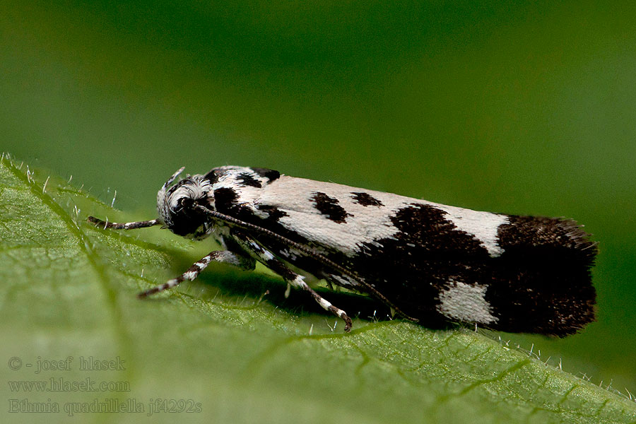 Čiernomôľka nezábudková Чернопятнистая этмия Ethmia quadrillella funerella