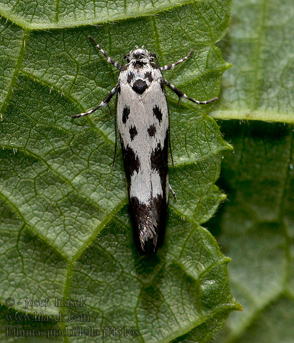 Skvrnuška lesní Comfrey Ermel Ethmia quadrillella funerella