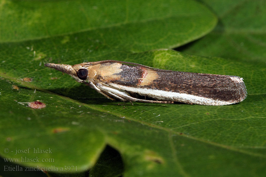 Etiella zinckenella Zavíječ sójový Gold-banded Etiella Moth