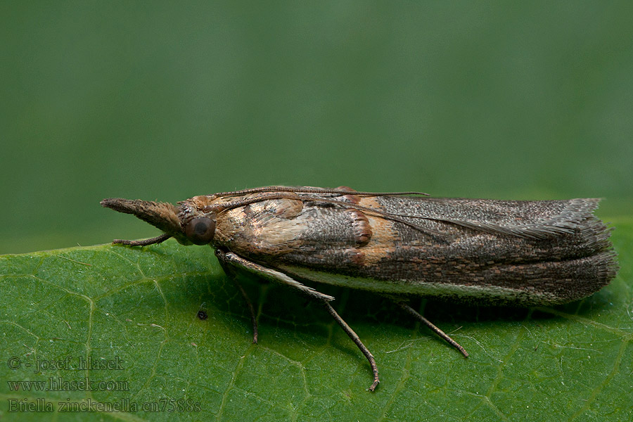 Etiella zinckenella Vijačka sójová