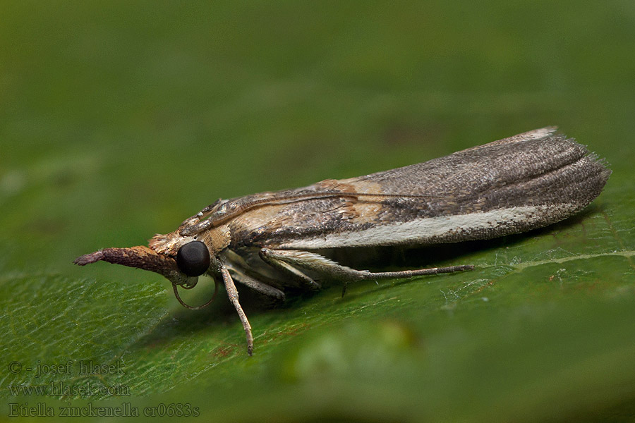 Etiella zinckenella Peultjesmot