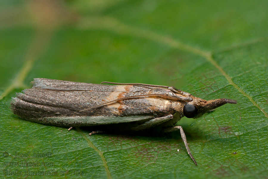 Etiella zinckenella Valehietikkokoisa