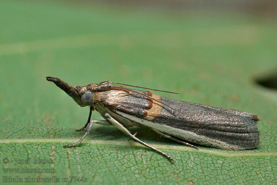 Etiella zinckenella