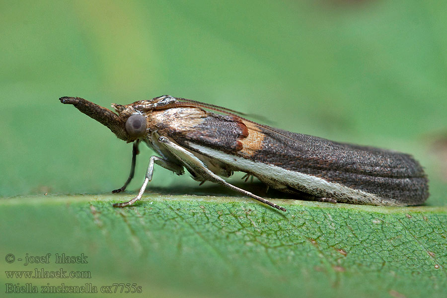 Etiella zinckenella