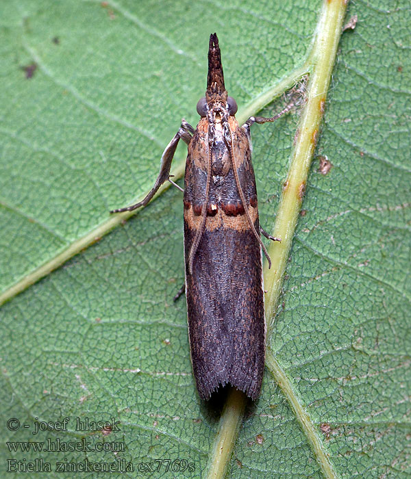 Etiella zinckenella