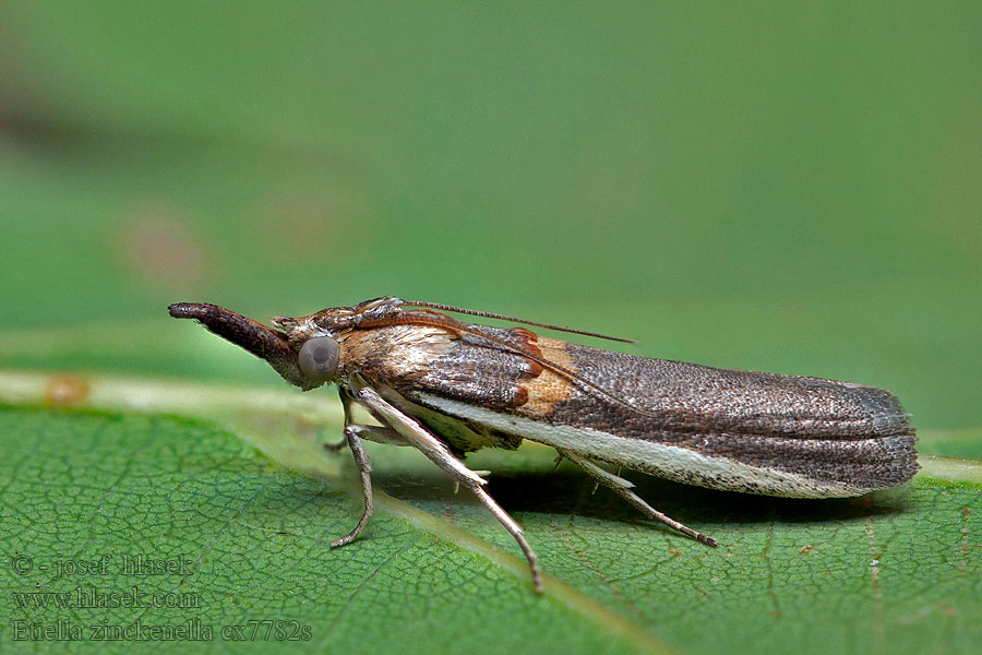 Etiella zinckenella