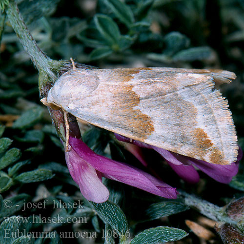 Eublemma amoena respersa Morička ostropesová Světlopáska ostropesová Bogáncsbagoly Petiole moth Crown Ленточница мелкая татарниковая cовка