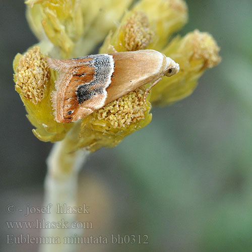 Eublemma minutata Zwergeulchen Scarce Marbled Světlopáska maličká Anthophile Perlière Harmokääpiöyökkönen Mažasis pelėdgalviukas Sanddvergfly Morička slamihová Mjölfly Fehéres törpebagoly Ленточница бессмертниковая