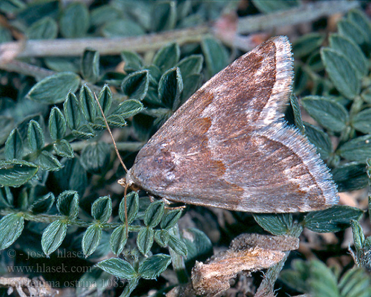 Eublemma ostrina Purple Marbled Bräunliche Kratzdisteleule