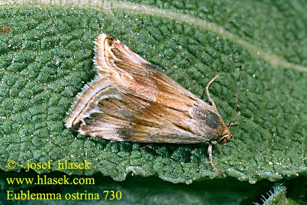 Eublemma ostrina Bleek purperuiltje Szalmagyopár-bíborbagoly