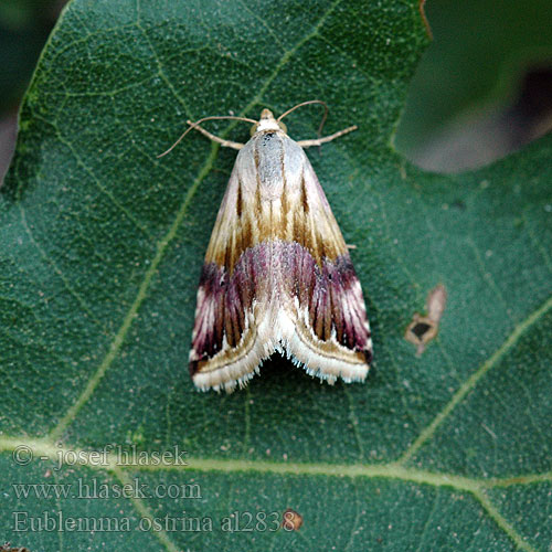 Eublemma ostrina Anthophile pourprée Ленточница мелкая желтоватая