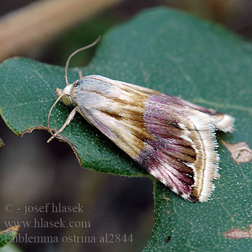 Ленточница мелкая желтоватая Eublemma ostrina Purple Marbled