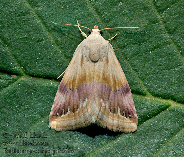 Ленточница мелкая желтоватая Eublemma ostrina