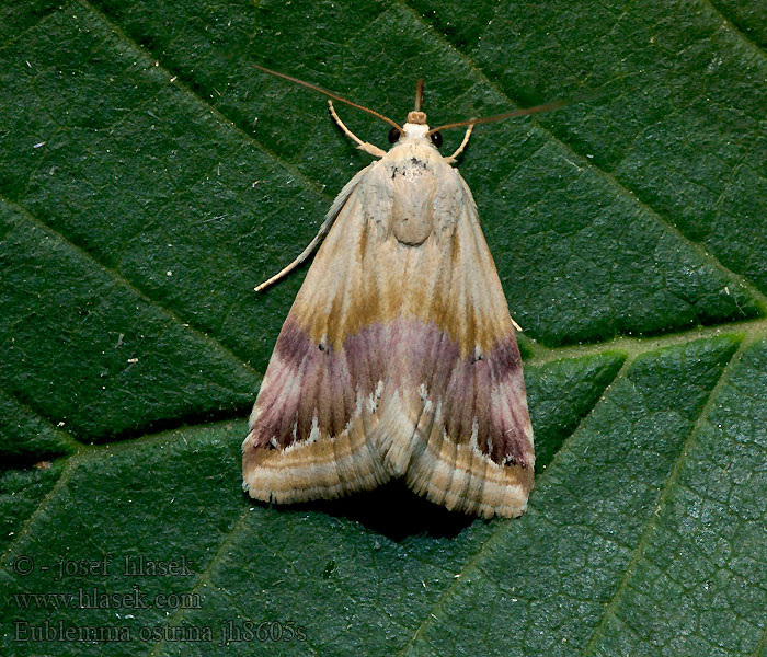 Szalmagyopár-bíborbagoly Anthophile pourprée Eublemma ostrina