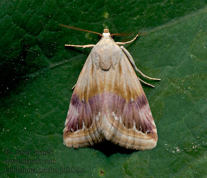 Bleek purperuiltje Eublemma ostrina