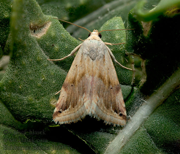 Bräunliche Kratzdisteleule Eublemma ostrina