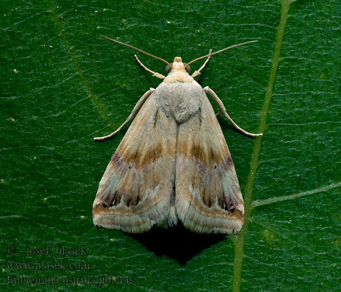 Purple Marbled Eublemma ostrina