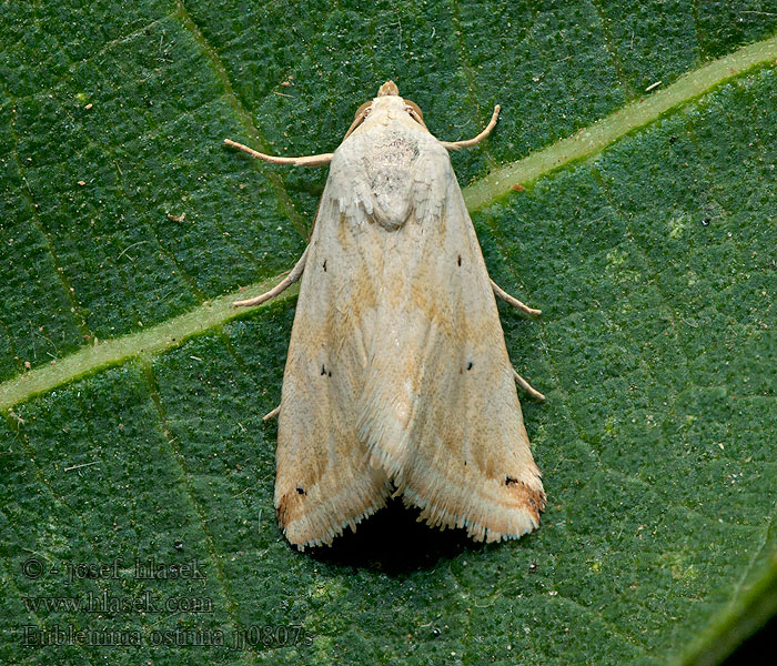 Eublemma ostrina