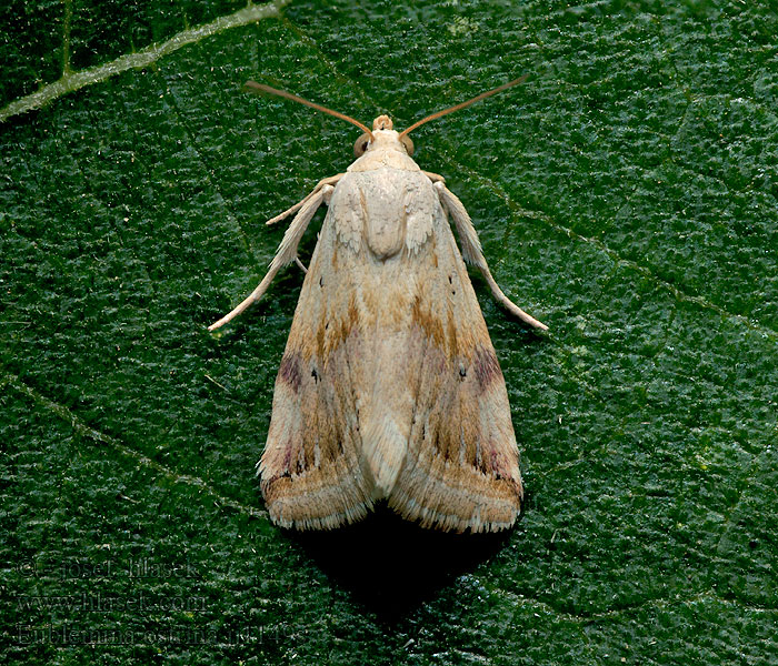 Anthophile pourprée Ленточница мелкая желтоватая Eublemma ostrina