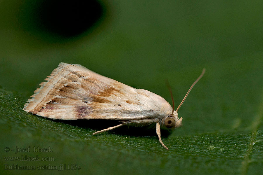 Bleek purperuiltje Szalmagyopár-bíborbagoly Eublemma ostrina