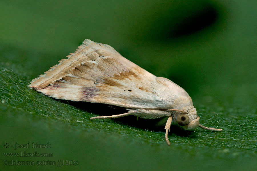 Purple Marbled Bräunliche Kratzdisteleule Eublemma ostrina